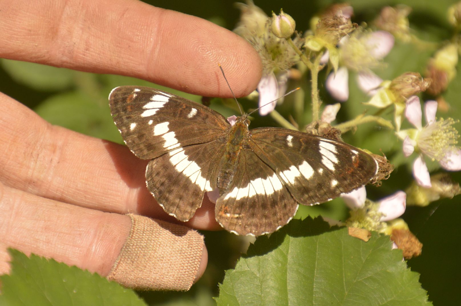 White Admiral - Peter Fewell